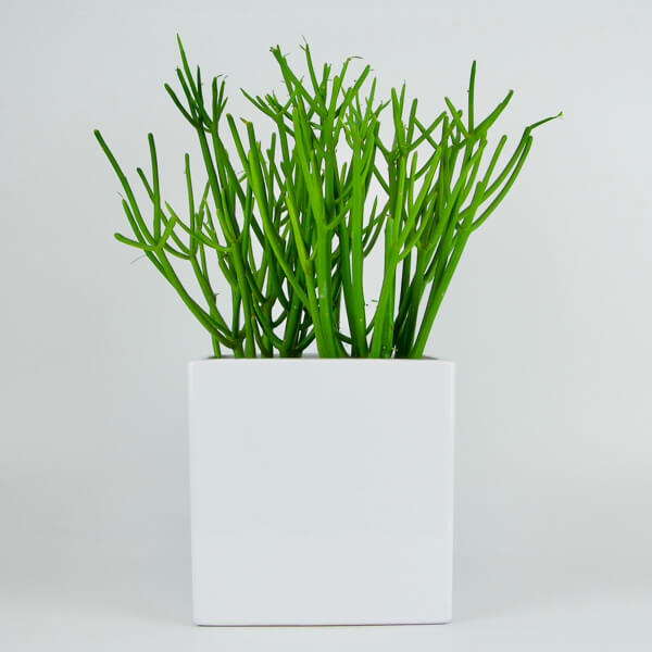 Kompozicija su euforbija Gėlių Pristatymas Beatričės Gėlių Namai