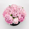 Black flower box with pink peonies Flower delivery in Vilnius Beatričės Gėlių Namai