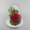 Стабилизированная роза в стеклянной колбе