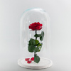Raudona mieganti rožė po stikliniu gaubtu