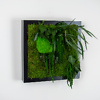 Preserved moss and plant picture