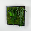 Preserved moss and plant picture