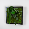 Preserved moss and plant picture