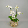 Smulkiažiedė orchidėja auksinės spalvos keramikiniame vazone