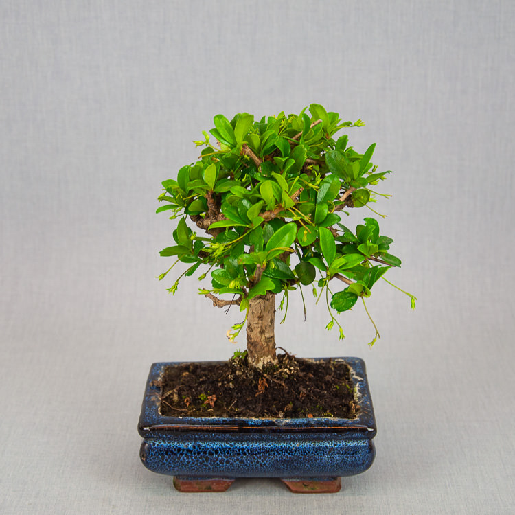 Mini bonsas - Image 2