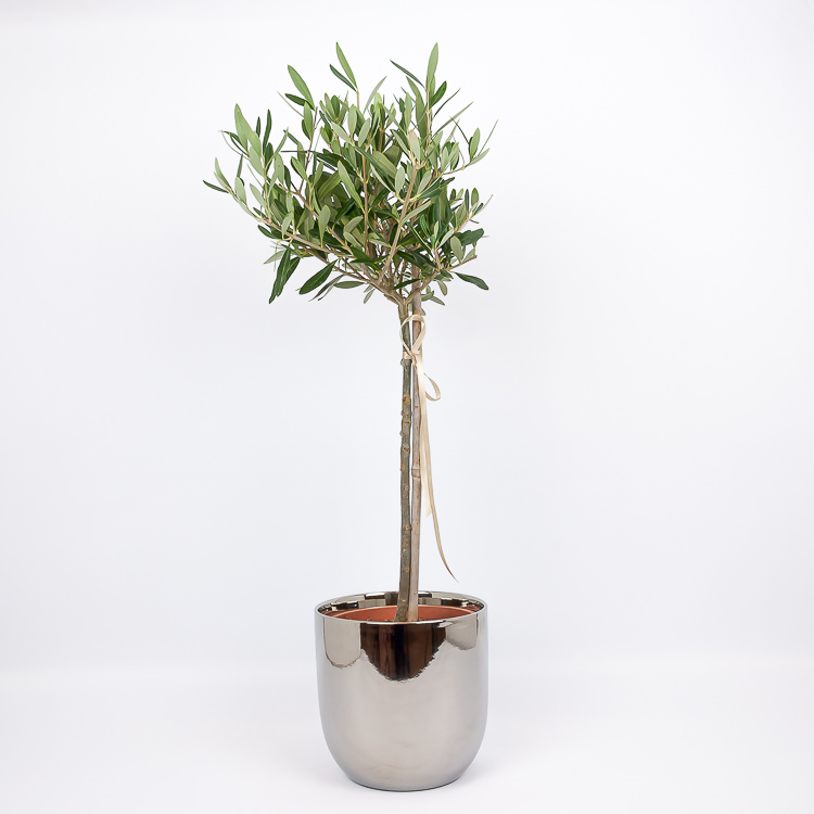 Alyvmedis sidabro spalvos keramikiniame vazone