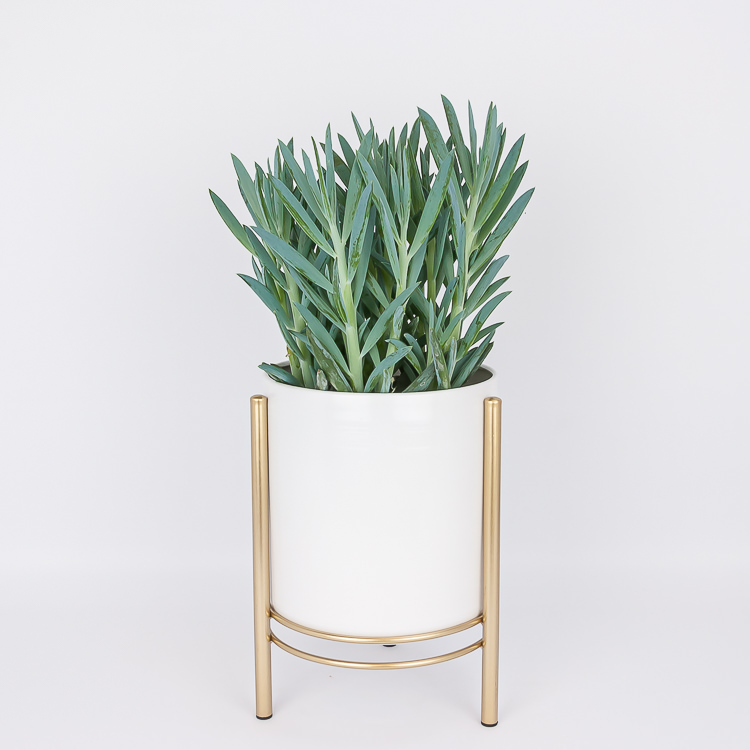 Sukulentinis augalas Curio Aquarine Mount Everest