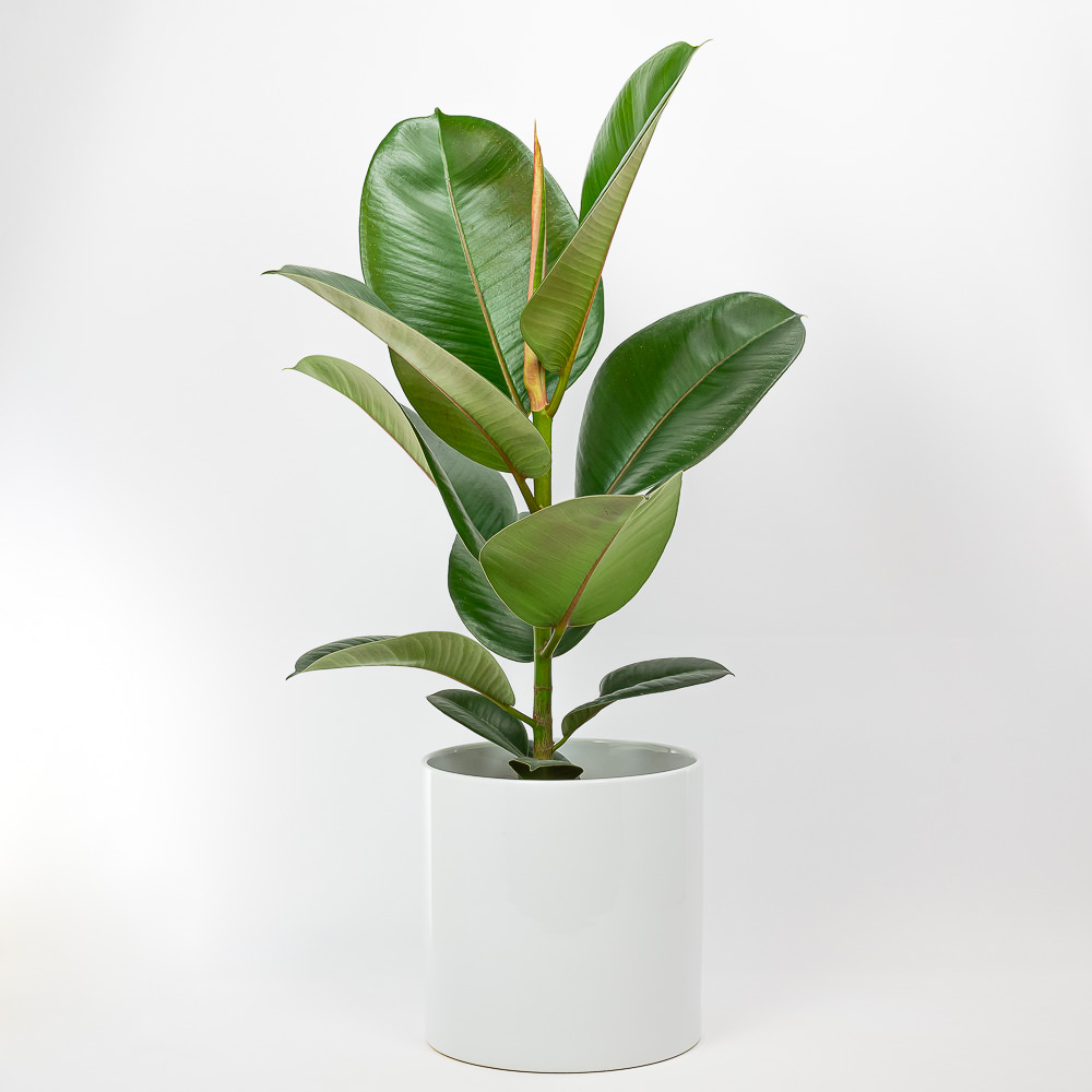 Stambialapis fikusas