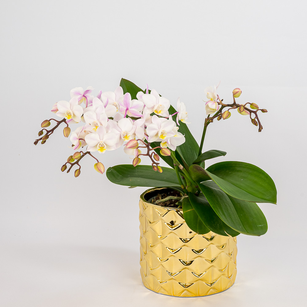 Маленькая орхидея