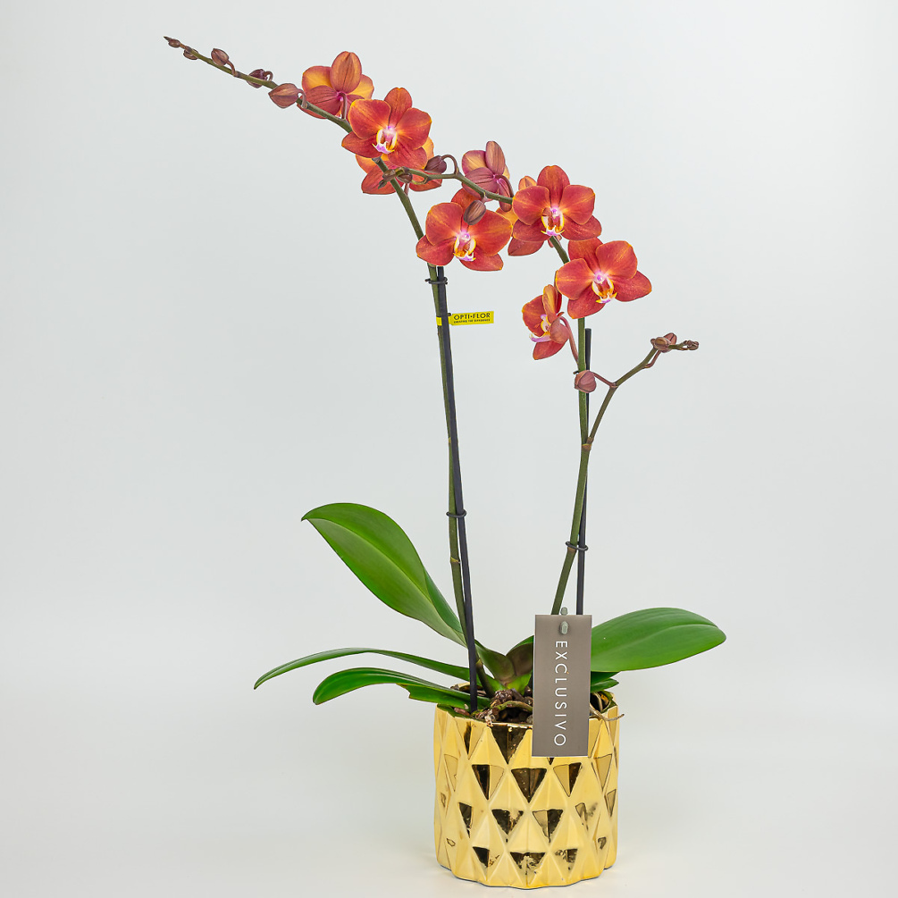Orchidėja